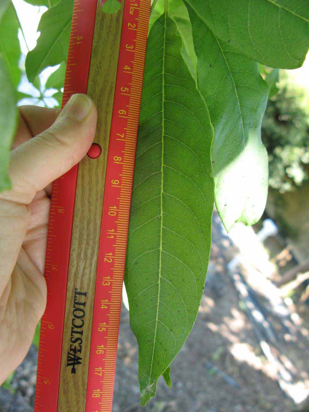              Leaflet (Winter Haven, FL)       